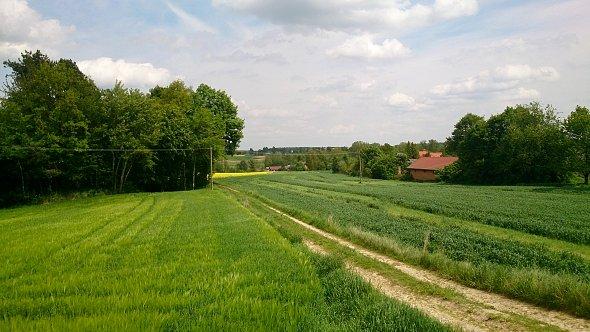 Pola w Iżycach