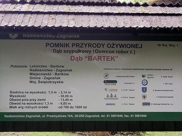 Dąb Bartek
