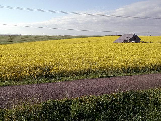 Pięknie kwitnący rzepak