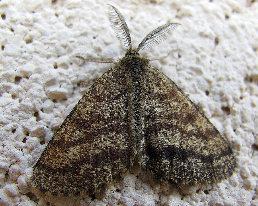 Ematurga atomaria odpoczywa w cieniu