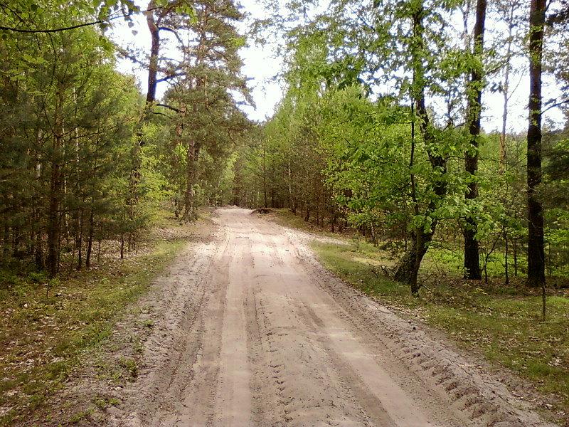 Piaszczysta leśna droga