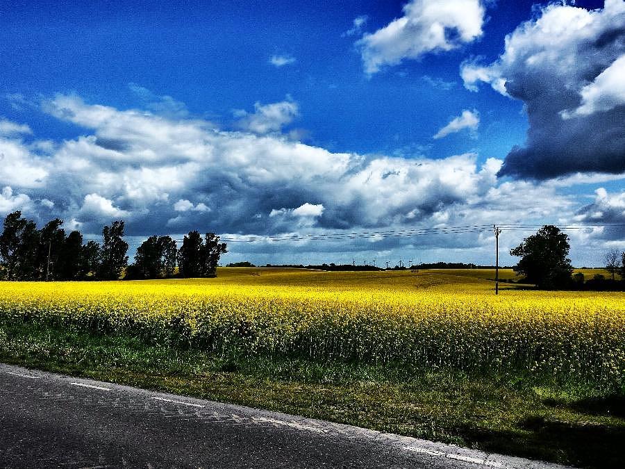 Rzepak w HDR