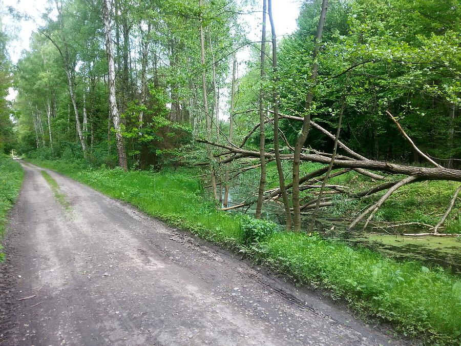 Park Bolimowski