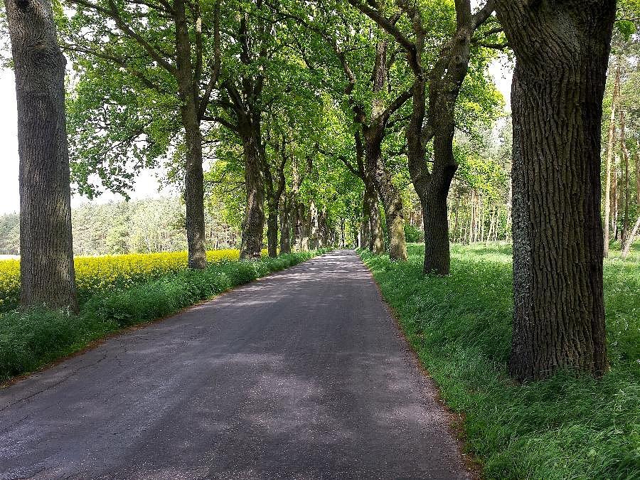 Dolice - Bralęcin