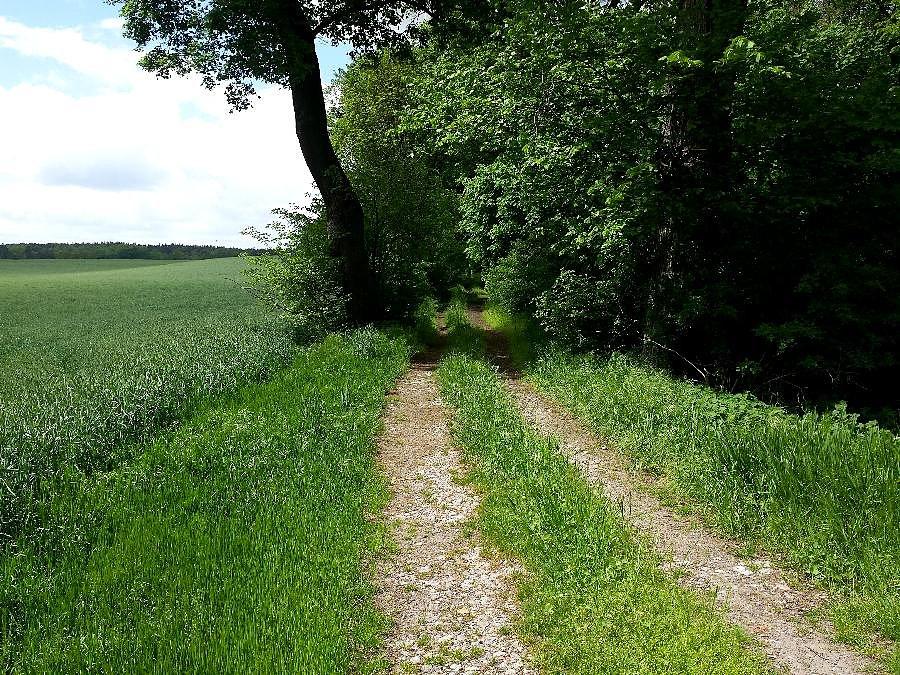 Początek drogi z Lipki do Rzeplina