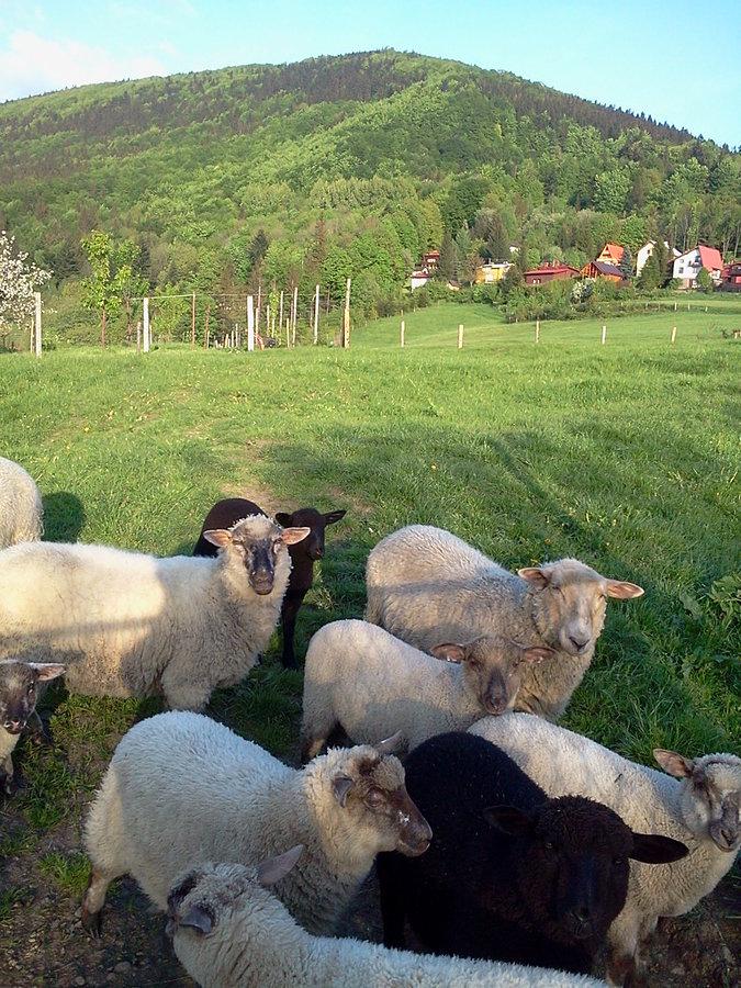 Owce na Budzinie