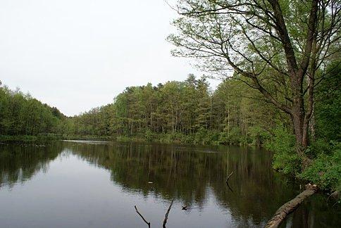 Staw nad Gacią