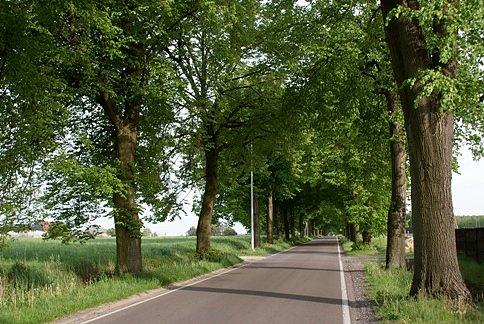 Aleją drzew w pobliżu lotniska wojskowego na Glinniku
