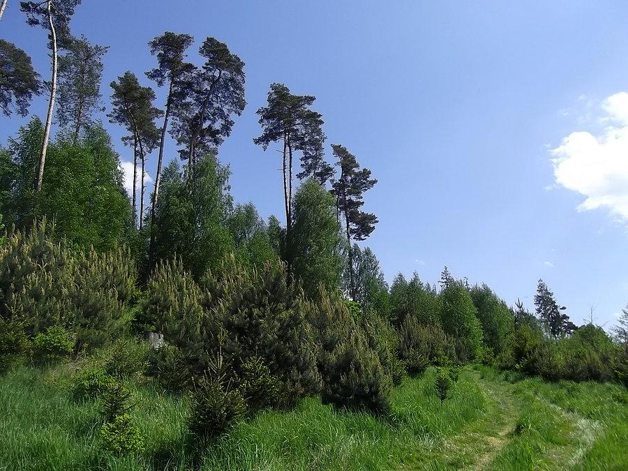 Gdzieś w lasach