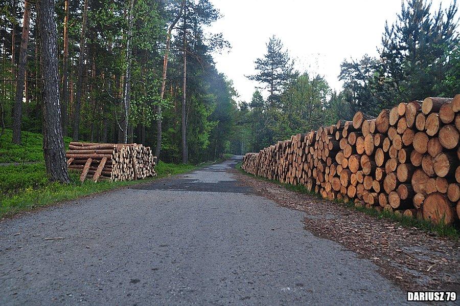 Szlak rowerowy w Puszczy Dulowskiej