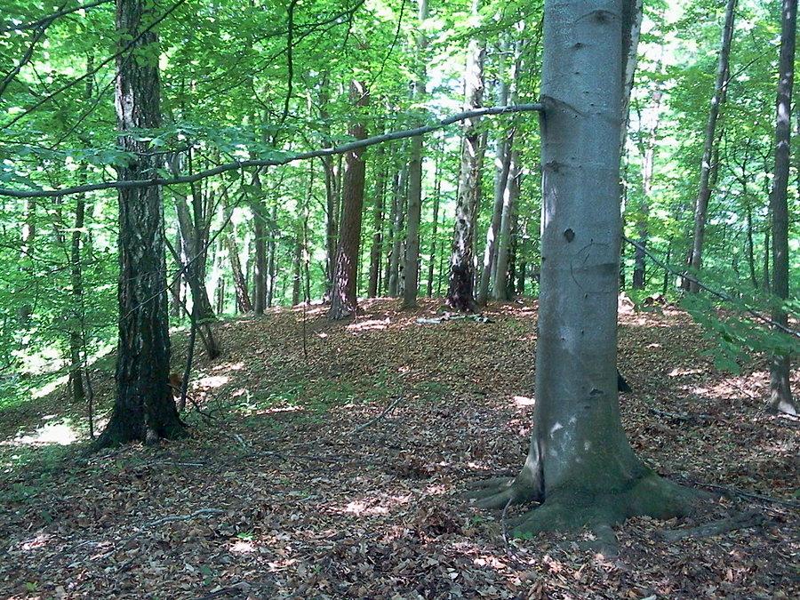 Szczytowe partie pagórka