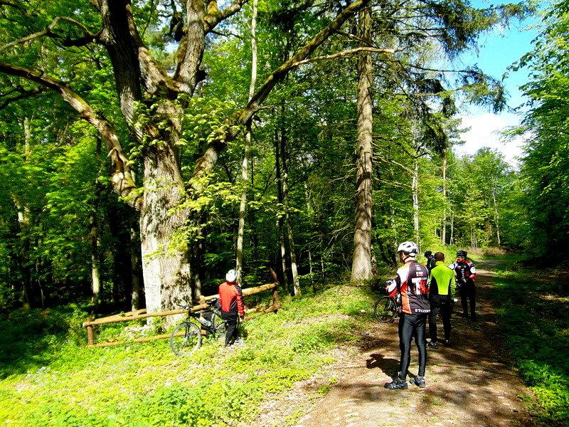 300-letni dąb - Klonowo Dolne