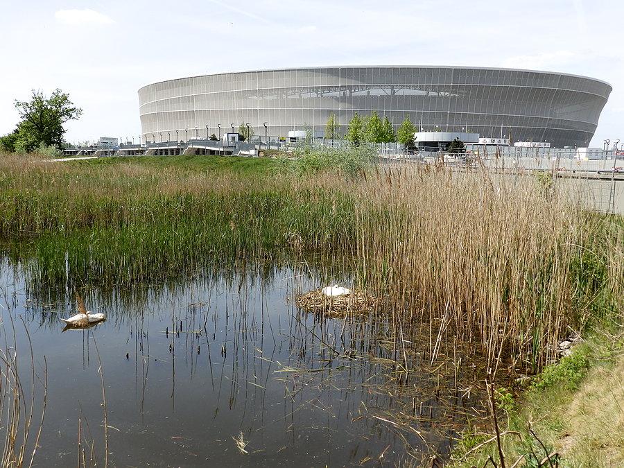 Na gnieździe pod stadionem