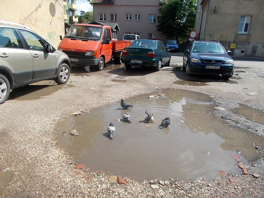 Elbląskie kąpielisko gołębi