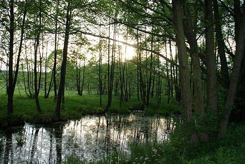 W Rezerwacie Niebieskie Źródła