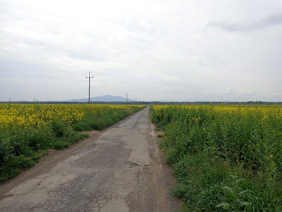 Ślęża z szosy Szymanów - Milin