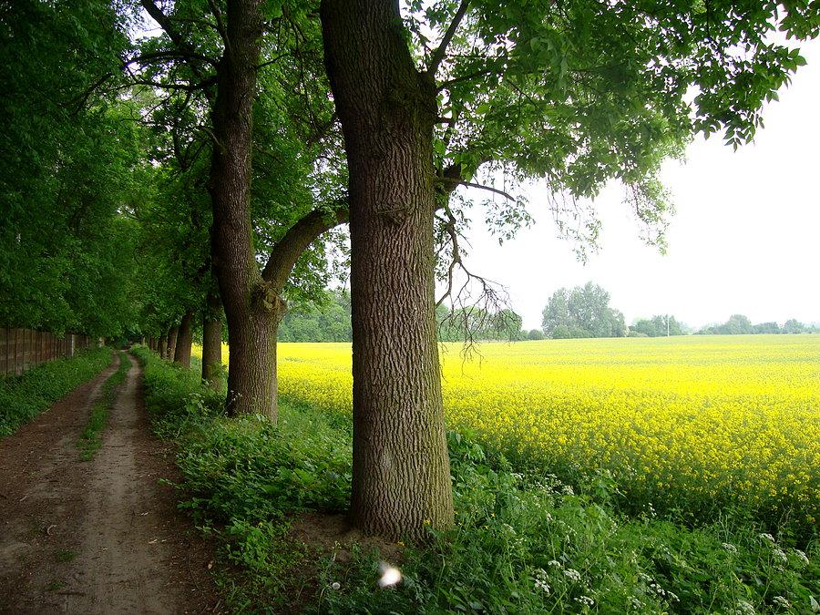 Widoczek