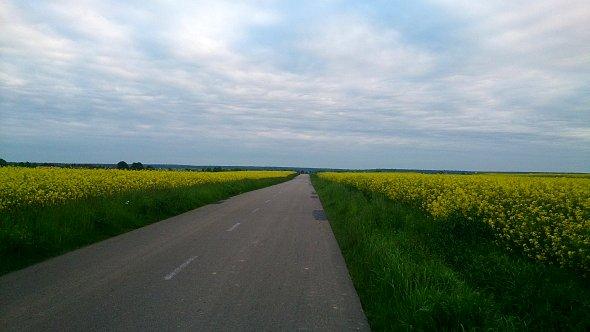Droga wśród kwitnącego rzepaku