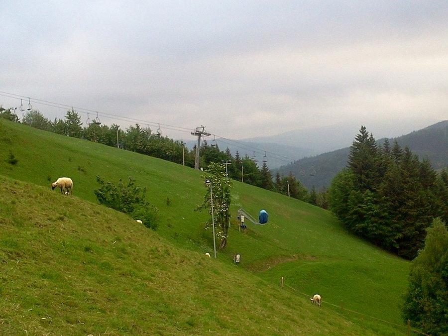 Owce na Cieńkowie