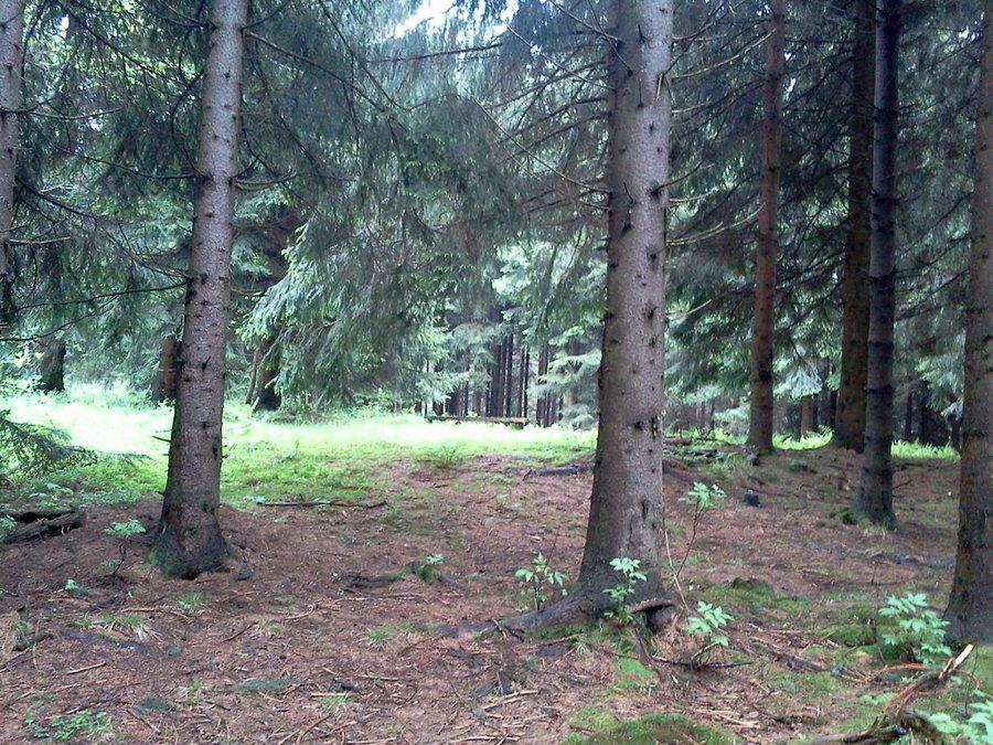 Na Zapowiedzi