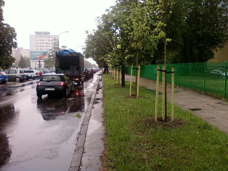 Nowe nasadzenia na Lutomierskiej