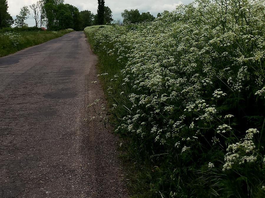 Droga Wierzchląd - Kunowo