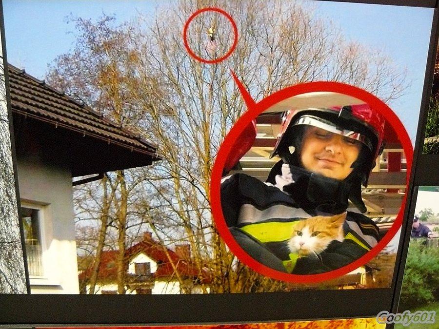 Mina kota bezcenna... :P