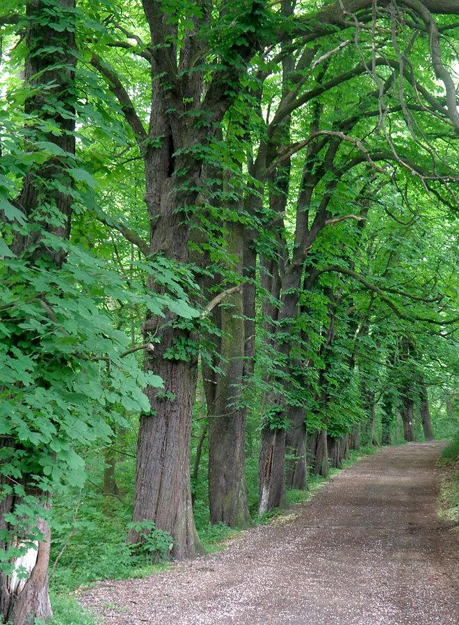Aleja kasztanowców [2]