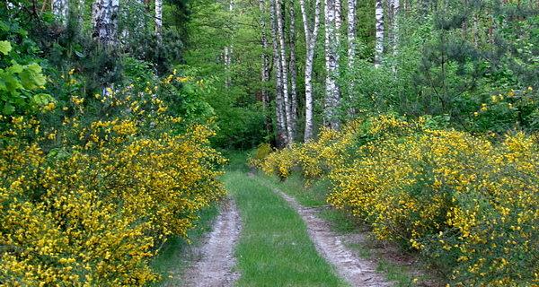 Żarnowiec miotlasty (Cytisus scoparius)