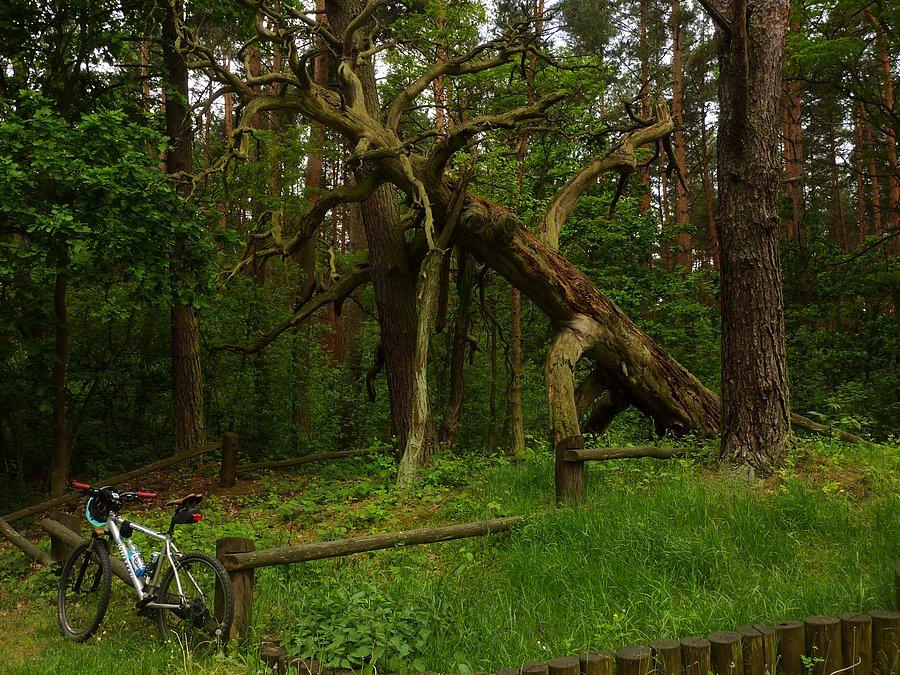 Sosna Powstańców Stycznowych. Górki, Kampinoski PN