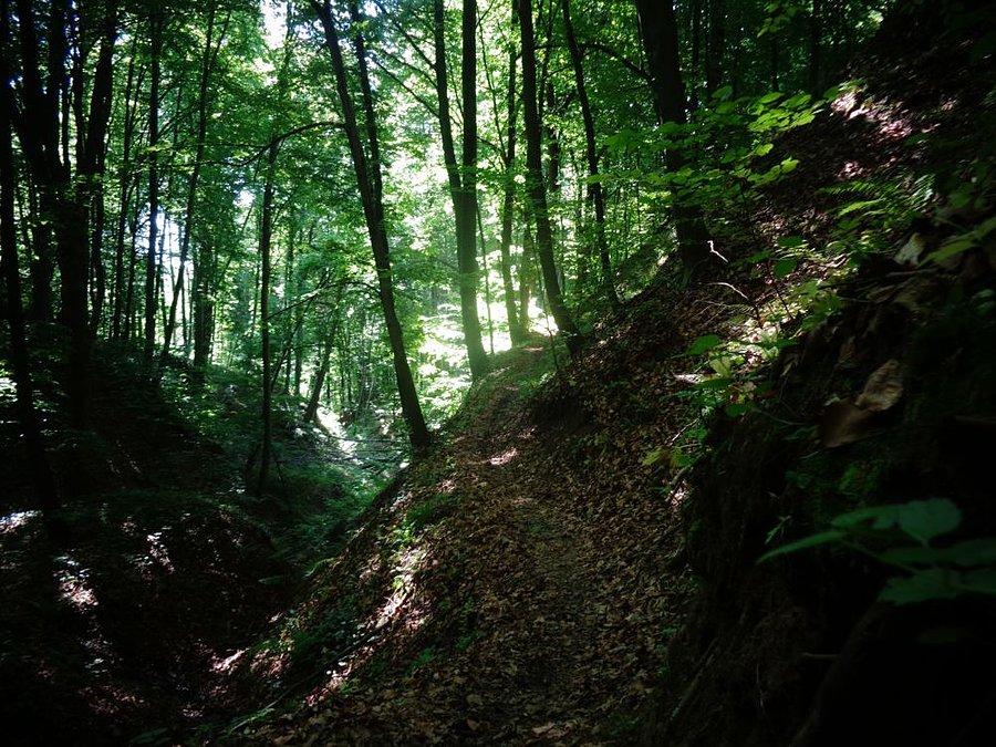 Leśny klimat