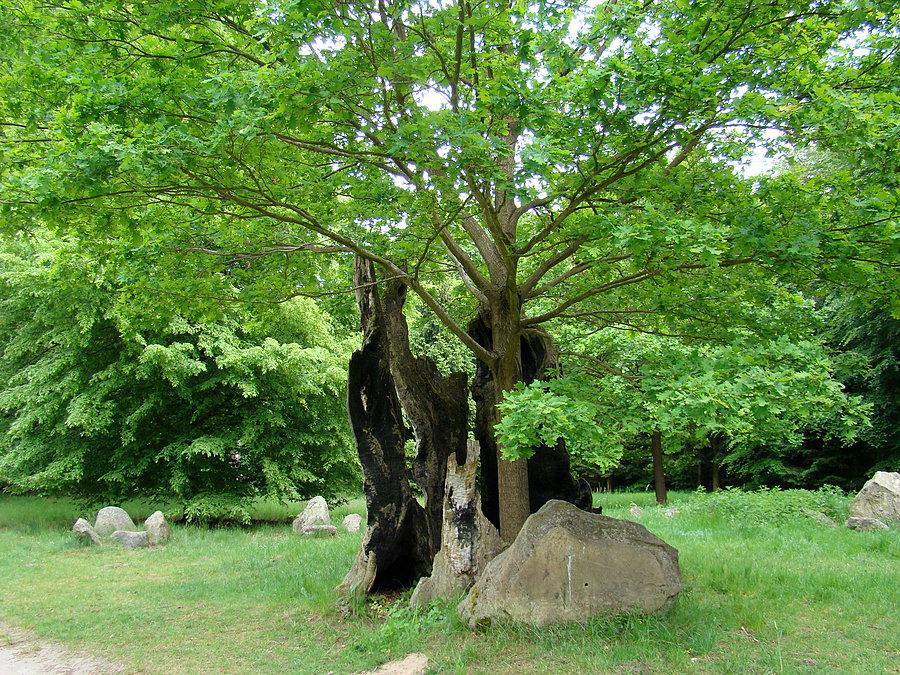 Park Mużakowski. Pozostałości dębu Hermanna