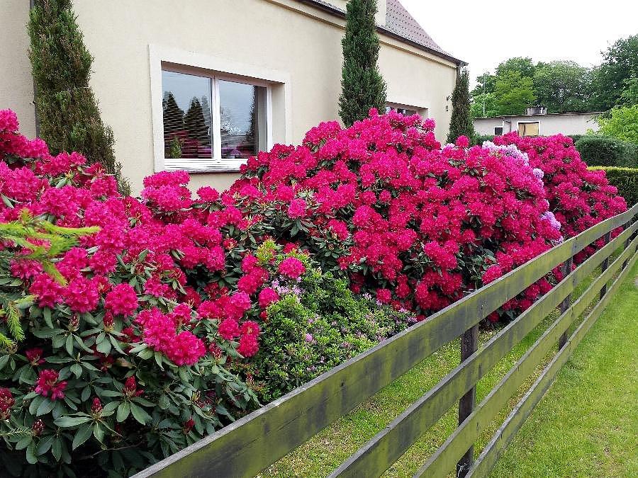 Motaniec - rododendrony