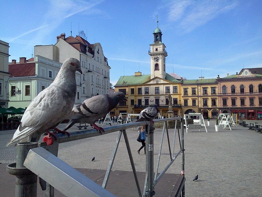 Skrzydlaci listonosze