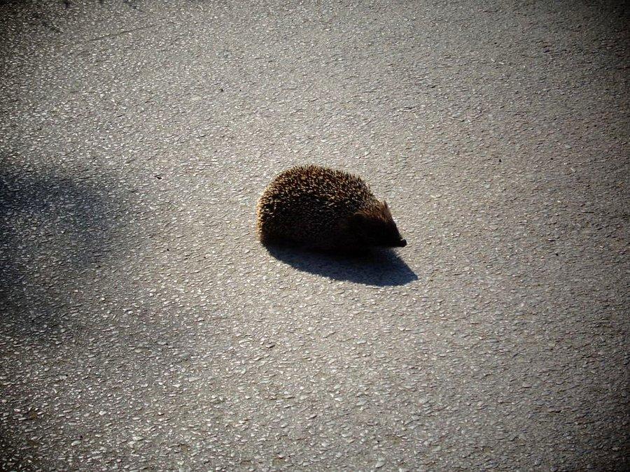 Jestem sobie jeż