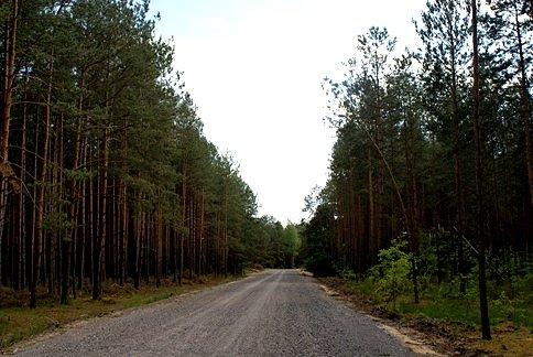Szuterkiem pośród lasów
