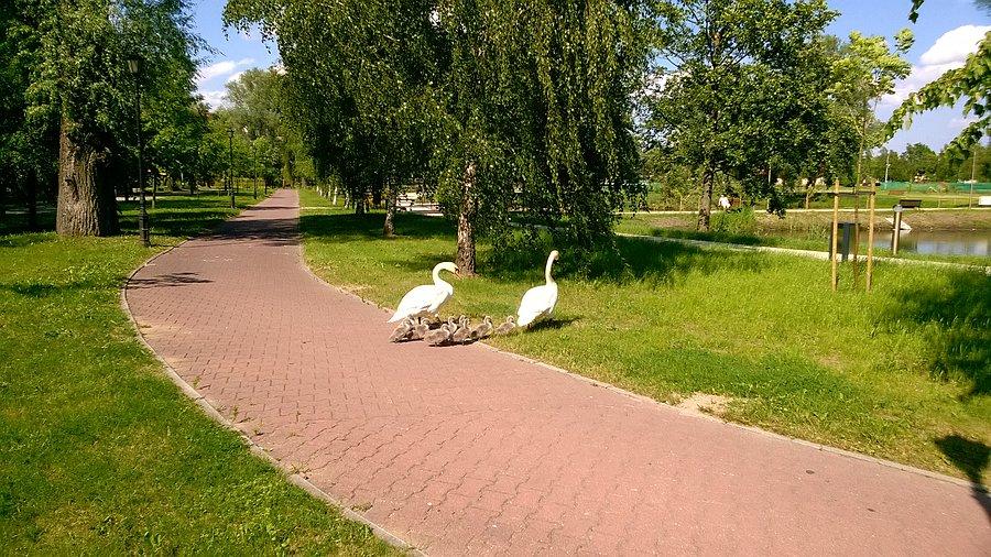 Łabędzia rodzina na DDR, grzecznie przepuściłem i pojechałem dalej