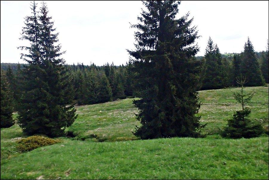 W Izerach