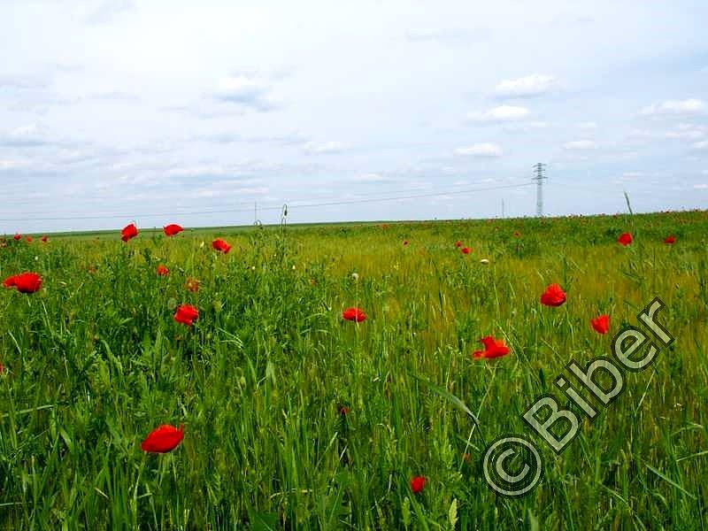 Makowe pole rośnie wokół mnie