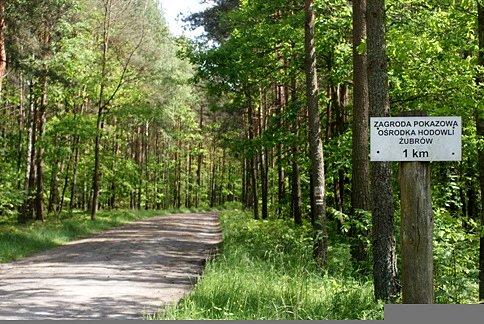 Do zagrody żubrów stąd tylko 1 km