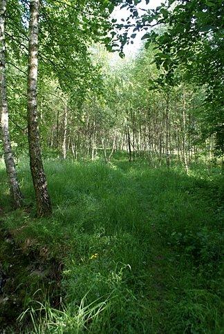 Wydeptaną ścieżką