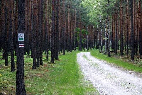 Zielonym rowerowym prosto do Spały :)