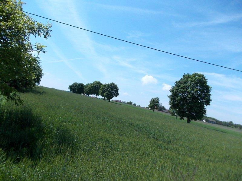Zielone pola