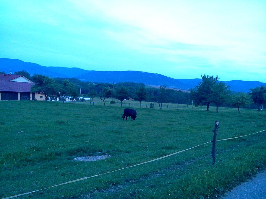 Z Trzanowic