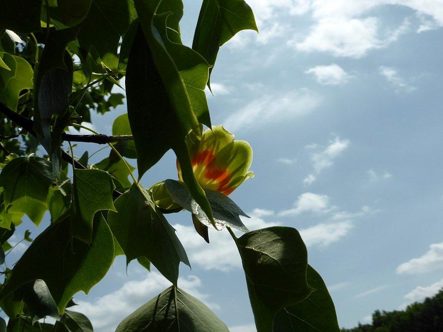 Tulipanowce kwitną