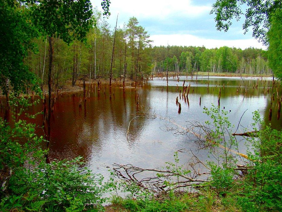 Zbiornik pokopalniany o zabarwieniu rudym i kwaśnym odczynie ph. Łęknica - geopark "Dawna kopalnia Babina"