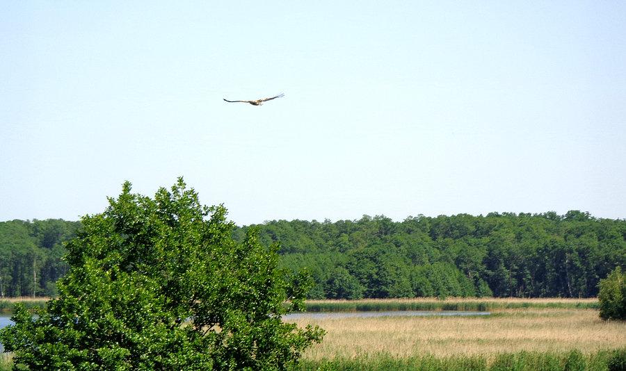 Bielik nad Grabownicą