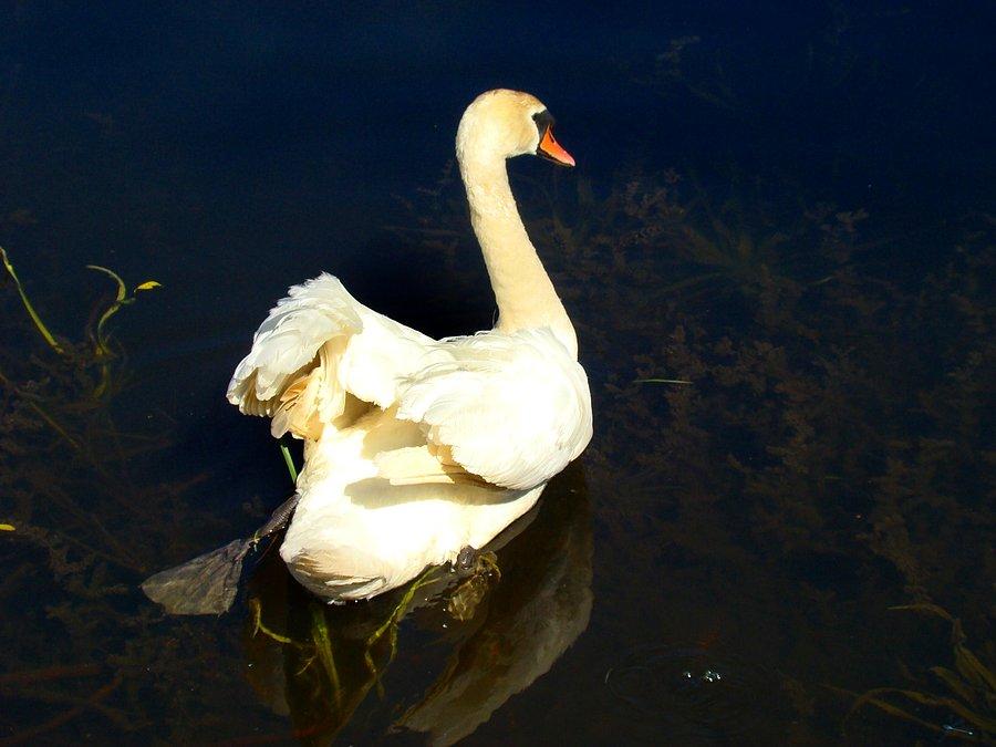 Na stawie w okolicy Krzekotówka (I)