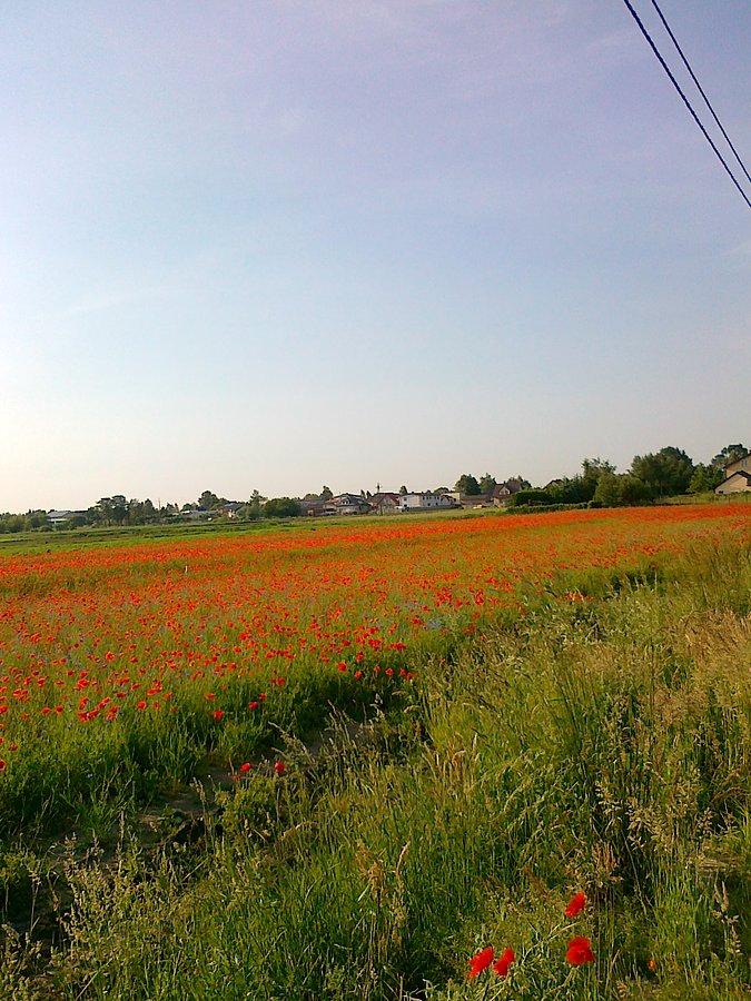 Piękne makowe pole