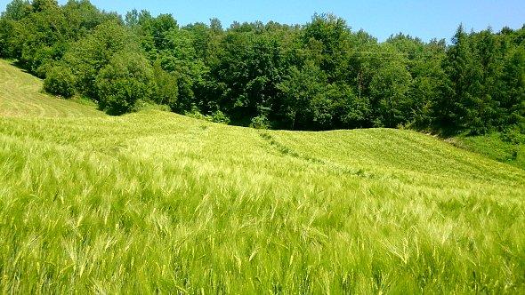 Jęczmień poszedł już w kłos
